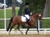 Zuchtstute Malou ZBK (Deutsches Reitpony, 2011, von FS Pearcy Pearson)