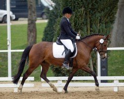 Zuchtstute Malou ZBK (Deutsches Reitpony, 2011, von FS Pearcy Pearson)