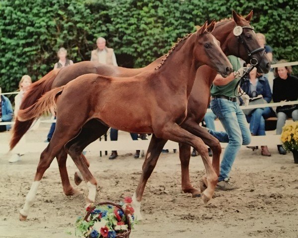 dressage horse Belle Amie 76 (Hanoverian, 2016, from Borsalino)