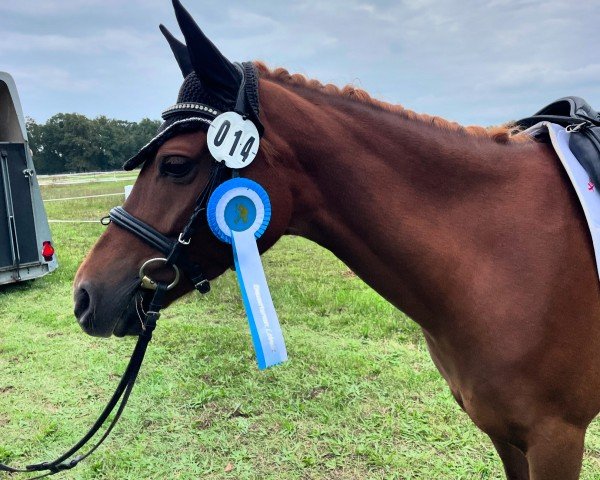 dressage horse Bella Donna SK (German Riding Pony, 2019, from Dreidimensional AT NRW)