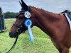 dressage horse Bella Donna SK (German Riding Pony, 2019, from Dreidimensional AT NRW)