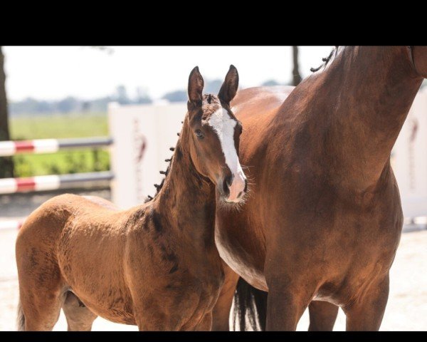 Fohlen von Star Magic of Cornet (Oldenburger Springpferd, 2024, von Stakkato Cornet)