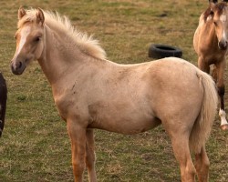 Fohlen von PAV Vanilla Smilla (Deutsches Reitpony, 2024, von Jack Magic MLP)