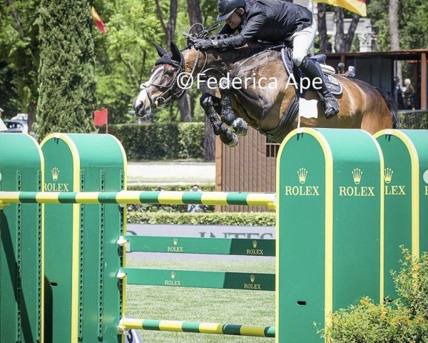 jumper Balisto Z (Zangersheide riding horse, 2008, from Balou du Rouet)