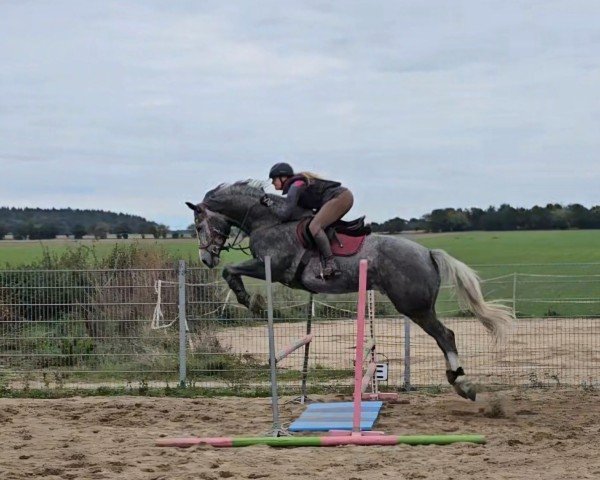 jumper Cadorus (Mecklenburg, 2020, from Cador 5)