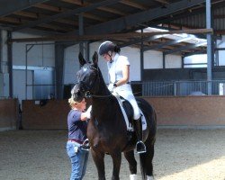 dressage horse Sinaeda Jocaba (Westphalian, 2009, from Schumacher)