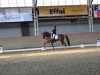 dressage horse Believe In Me Af (Westphalian, 2015, from Belissimo NRW)