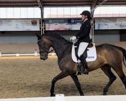 dressage horse D'Arcy Af (Westphalian, 2017, from D'Egalite)