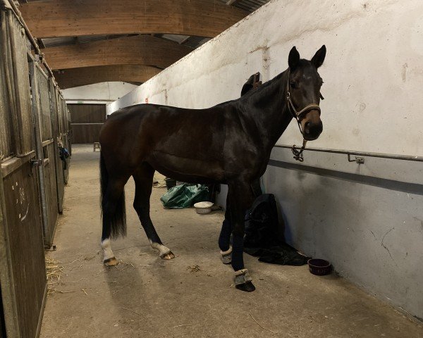 horse Bella (Hanoverian, 2019, from Bellisimo)