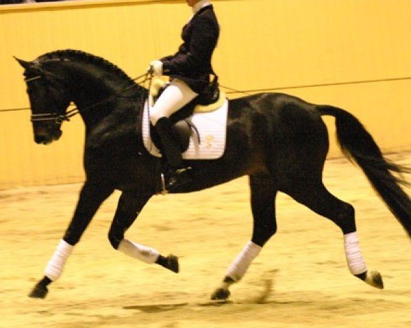 stallion Richfield (Westphalian, 2000, from Riccione)