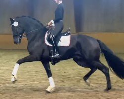 dressage horse Lord Charmeur (KWPN (Royal Dutch Sporthorse), 2021, from Lord Europe)