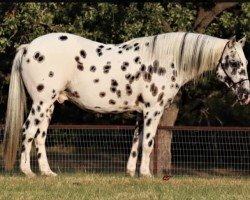 horse Speedex (Appaloosa,  )