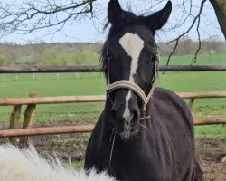 dressage horse Valentine (Hanoverian, 2023, from Harmony's V-Plus)