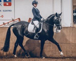 dressage horse Sunshine 739 (Hanoverian, 2011, from Souvenir)