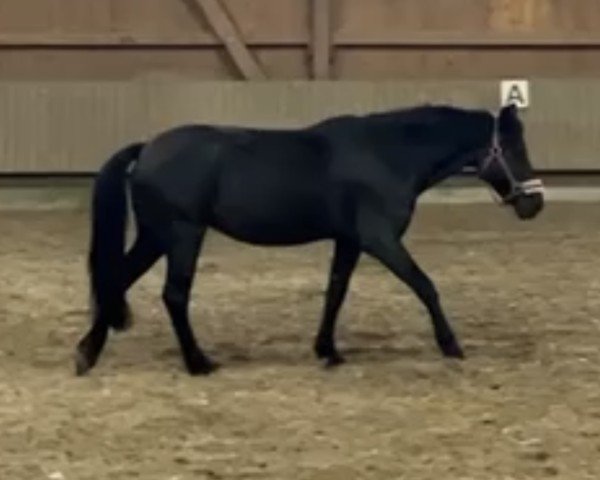 Dressurpferd Black Magic Goddess (KWPN (Niederländisches Warmblut), 2012)