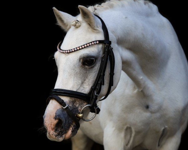 dressage horse Tafarnaubach Sophie (Welsh mountain pony (SEK.A), 2001)