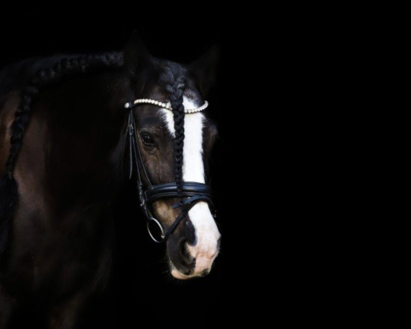 dressage horse Cloe 20 (Pony without race description, 2010)