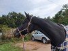 dressage horse Apollonia 21 (Zweibrücken, 2006, from Motley xx)