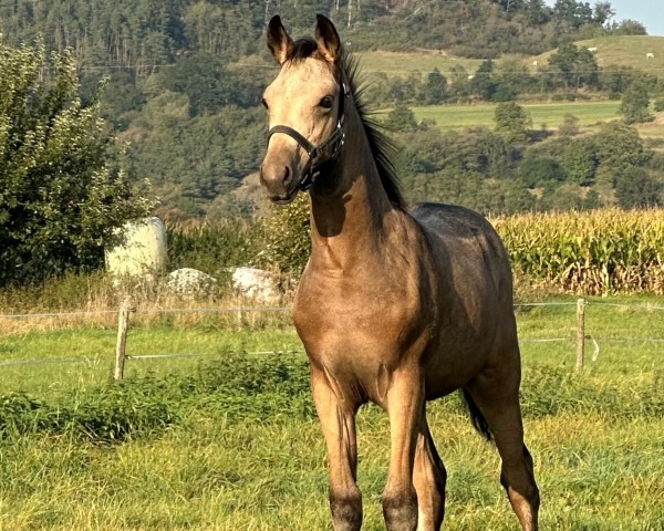 Fohlen von Glücksmoment B (Deutsches Reitpony, 2024, von Gold Garant)