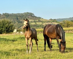 broodmare Hope SL (German Riding Pony, 2016, from Halifax)