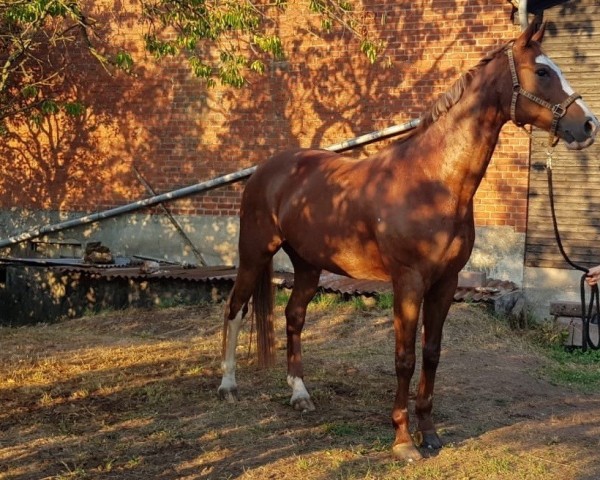 Dressurpferd Dorette 181 (Hessisches Warmblut, 2002, von Dartagnan)