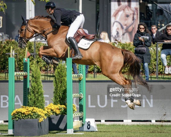 jumper Qosito van de Koekoek (Belgian Warmblood, 2016, from Mosito van het Hellehof)