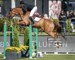 jumper Qosito van de Koekoek (Belgian Warmblood, 2016, from Mosito van het Hellehof)