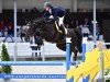 jumper H&M Qualithina van't Ruytershof (Belgian Warmblood, 2016, from Mosito van het Hellehof)