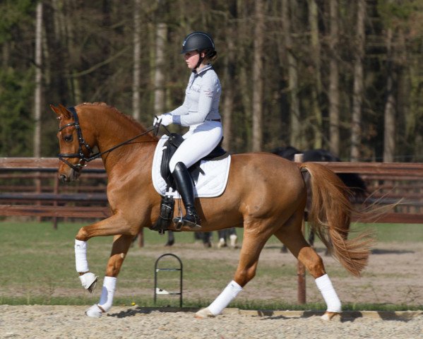 dressage horse German Highlight (German Riding Pony, 2007, from FS Golden Highlight)