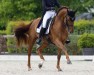 Dressurpferd Golddream Vd Kempenhoeve (Belgium Sporthorse, 2012, von Jazz)