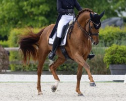 dressage horse Golddream Vd Kempenhoeve (Belgium Sporthorse, 2012, from Jazz)