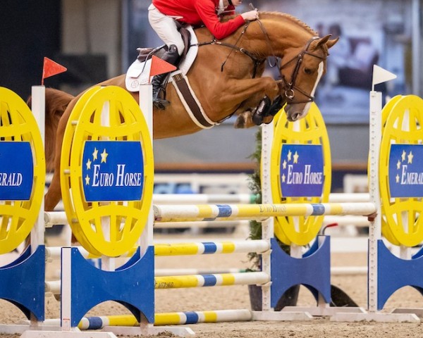 jumper Sammy Boy van 't Langeriethof (Hanoverian, 2018, from Stolzenberg)