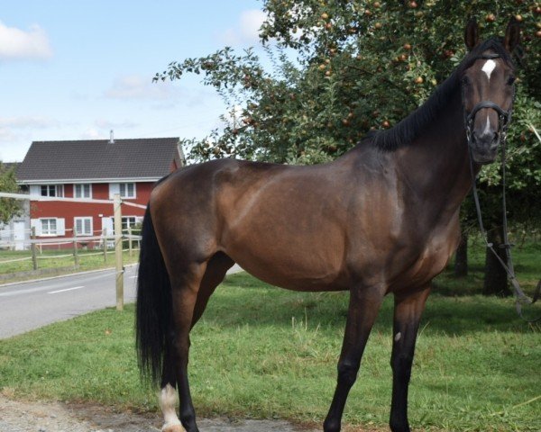 Zuchtstute AC Camilla (Schweizer Warmblut, 2011, von Calido I)