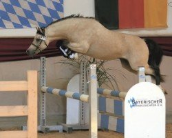 stallion Turnina's Rosco (Welsh-Pony (Section B), 2016, from Turnina's Riano)