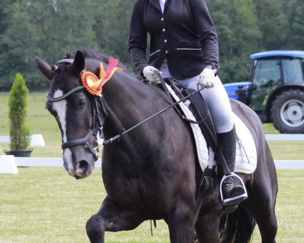 jumper Arvalon Bonfire (Welsh-Cob (Sek. D), 2014, from Fronarth Ceredig)