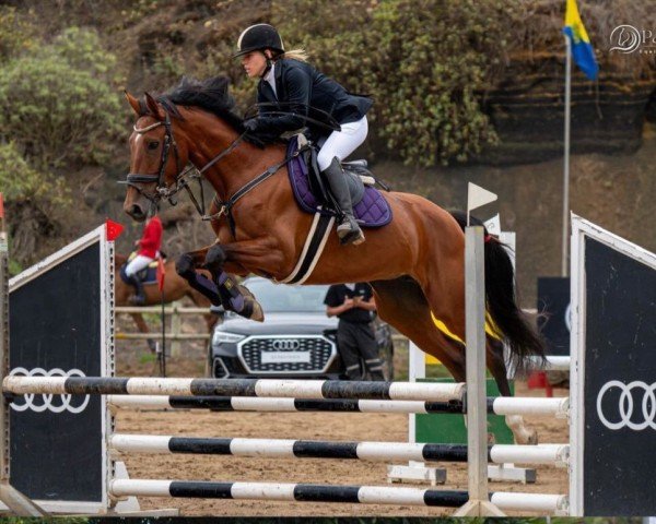 jumper Kiwis Katinka (German Sport Horse, 2017, from Kiwi du Gibet)