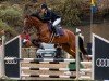 jumper Kiwis Katinka (German Sport Horse, 2017, from Kiwi du Gibet)