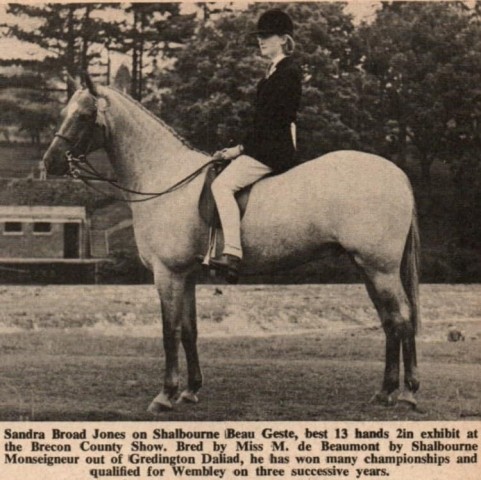 Pferd Shalbourne Beau Geste (Welsh Partbred, 1960, von Shalbourne Monseigneur)