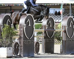 jumper Quemoy Kt (German Sport Horse, 2010, from Quidam's Rubin)