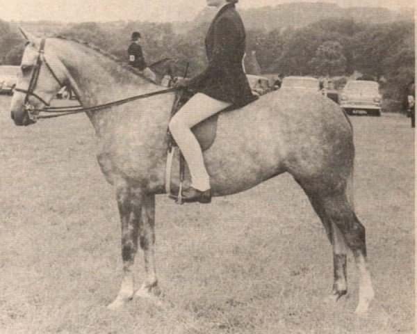 broodmare Sarnau Squirrel (British Riding Pony, 1963, from Bwlch Valentino)