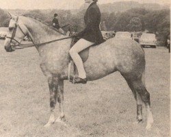 Zuchtstute Sarnau Squirrel (British Riding Pony, 1963, von Bwlch Valentino)