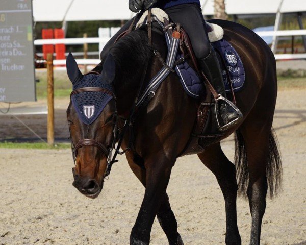 Springpferd Dancing Queen (Dänisches Warmblut, 2018, von Party Dance)