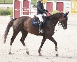 Zuchtstute Galtysse Ste Hermelle (Selle Français, 2016, von Kannan)