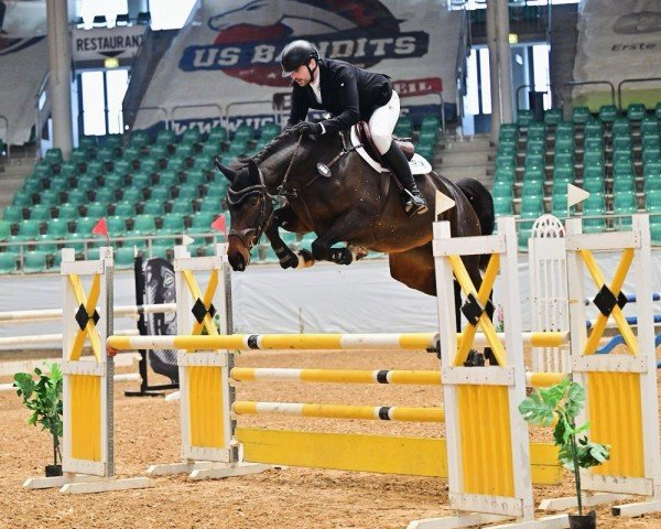 jumper Diacontina 19 (Hanoverian, 2019, from Diacontinus)