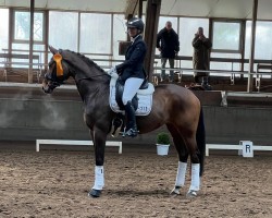 Dressurpferd Zeppelin's Ballerina (Dänisches Warmblut, 2018, von Fürstenball)