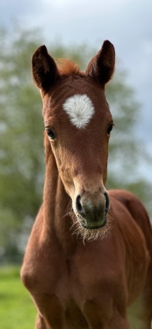 foal by Quinella (German Sport Horse, 2024, from Quelle Couleur 4)