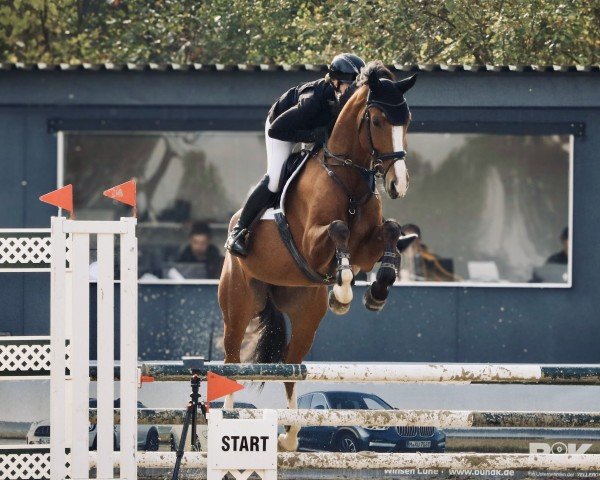 jumper Bon Ami K (Zangersheide riding horse, 2018, from Bentley van de Heffinck)