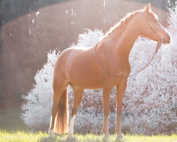 dressage horse Bonny Dancer (German Riding Pony, 2015, from Genesis B)