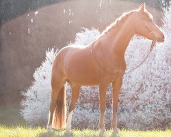 horse Bonny Dancer (Deutsches Reitpony, 2015, from Genesis B)