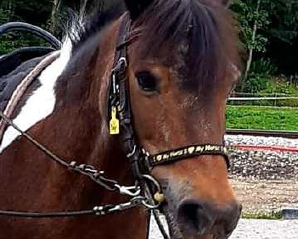 broodmare Madison du Chatelet (Pony without race description,  , from Unbekannt PONY)